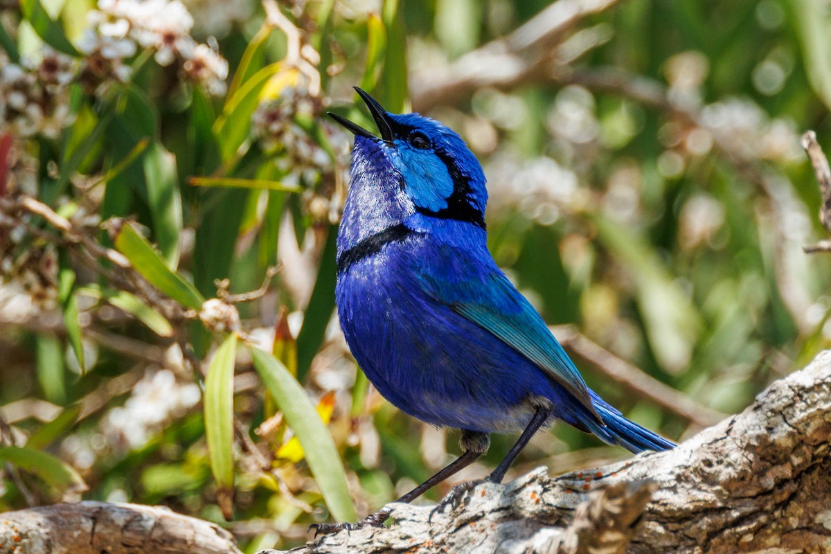 Splendid Fairywren - ML498520411