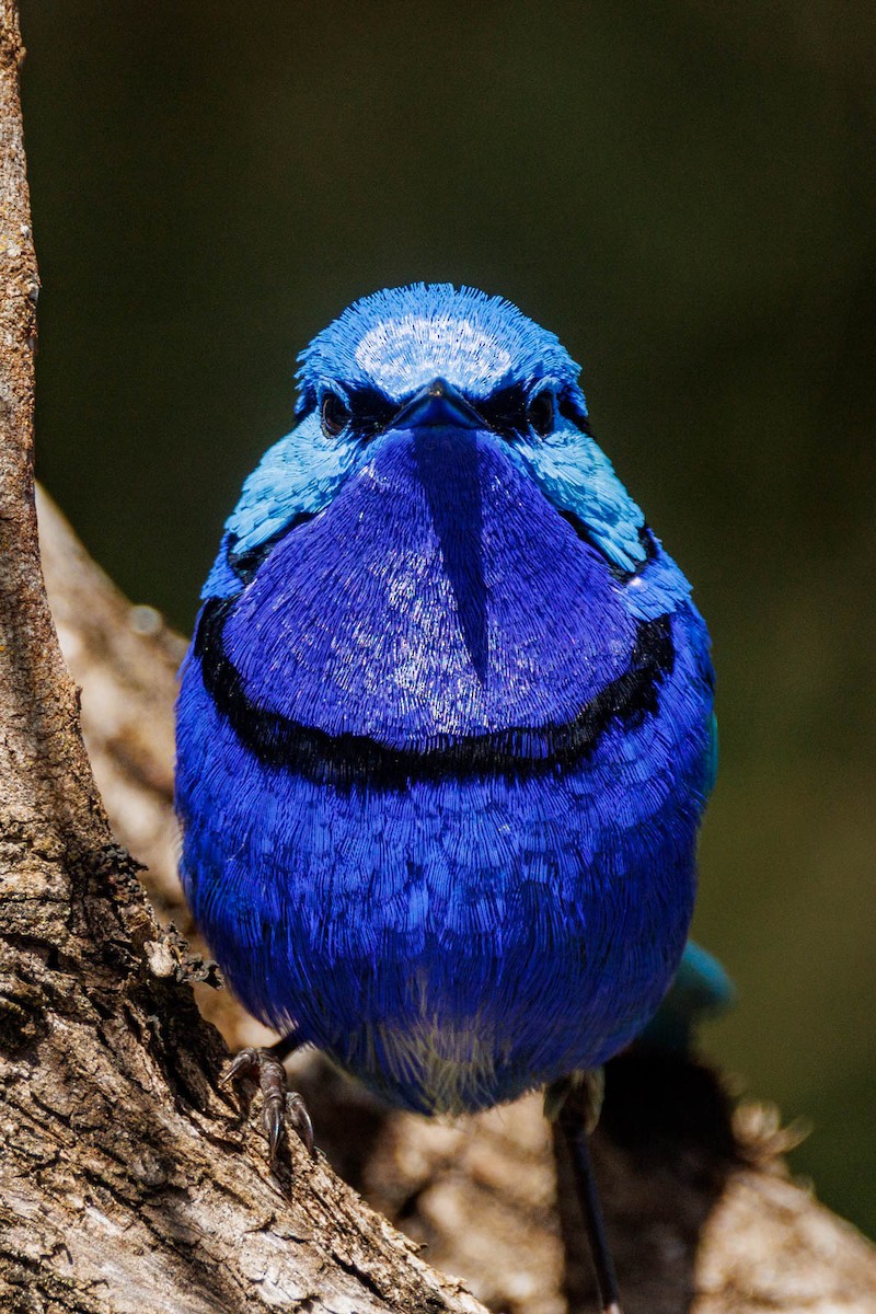 Splendid Fairywren - ML498520621