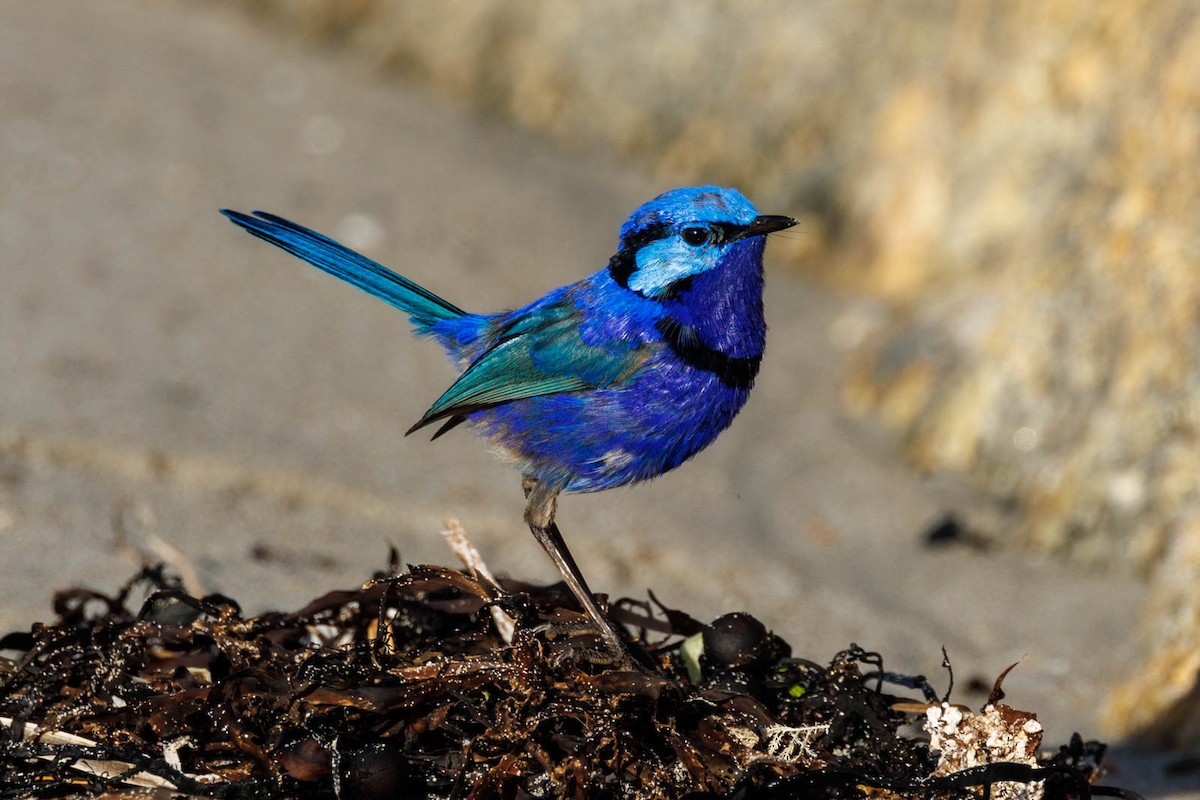 Splendid Fairywren - ML498520781