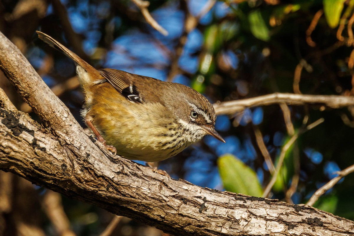 Spotted Scrubwren - ML498520891