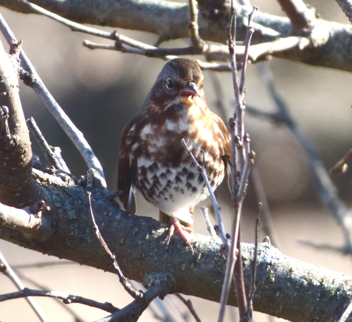 Fox Sparrow - ML498520931