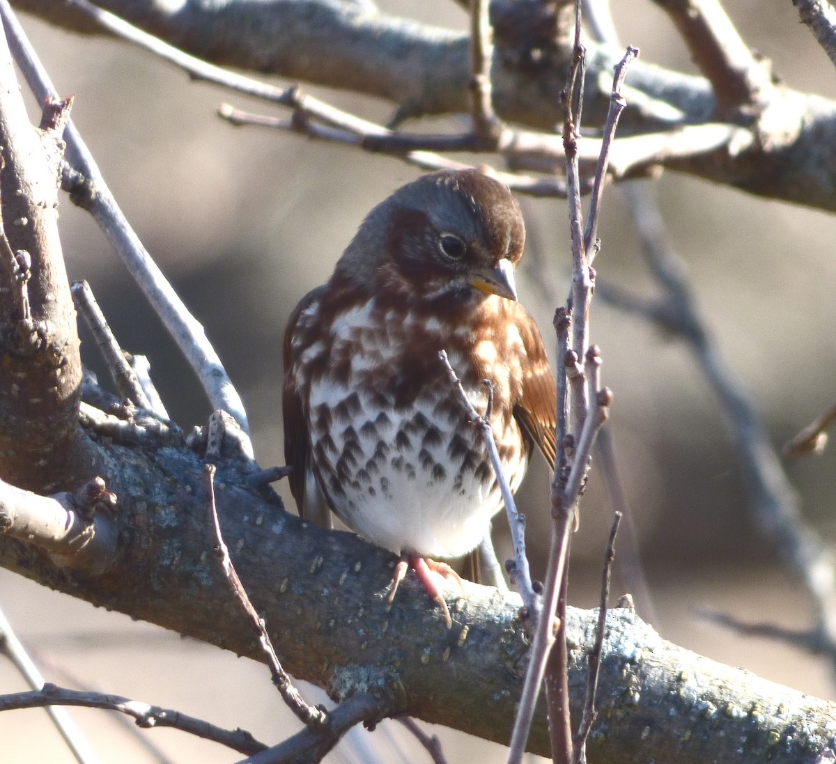 Fox Sparrow - ML498520941