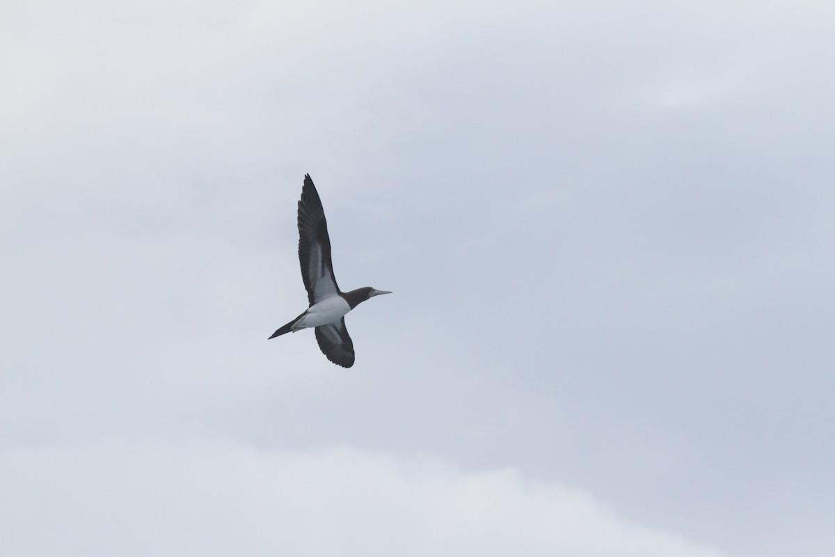 Brown Booby - ML498520991