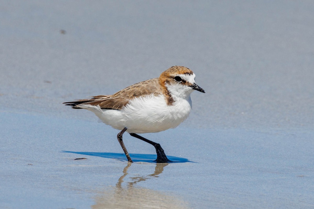 Red-capped Plover - ML498521351