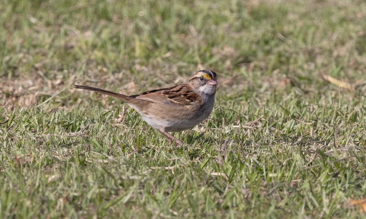 White-throated Sparrow - ML498521681