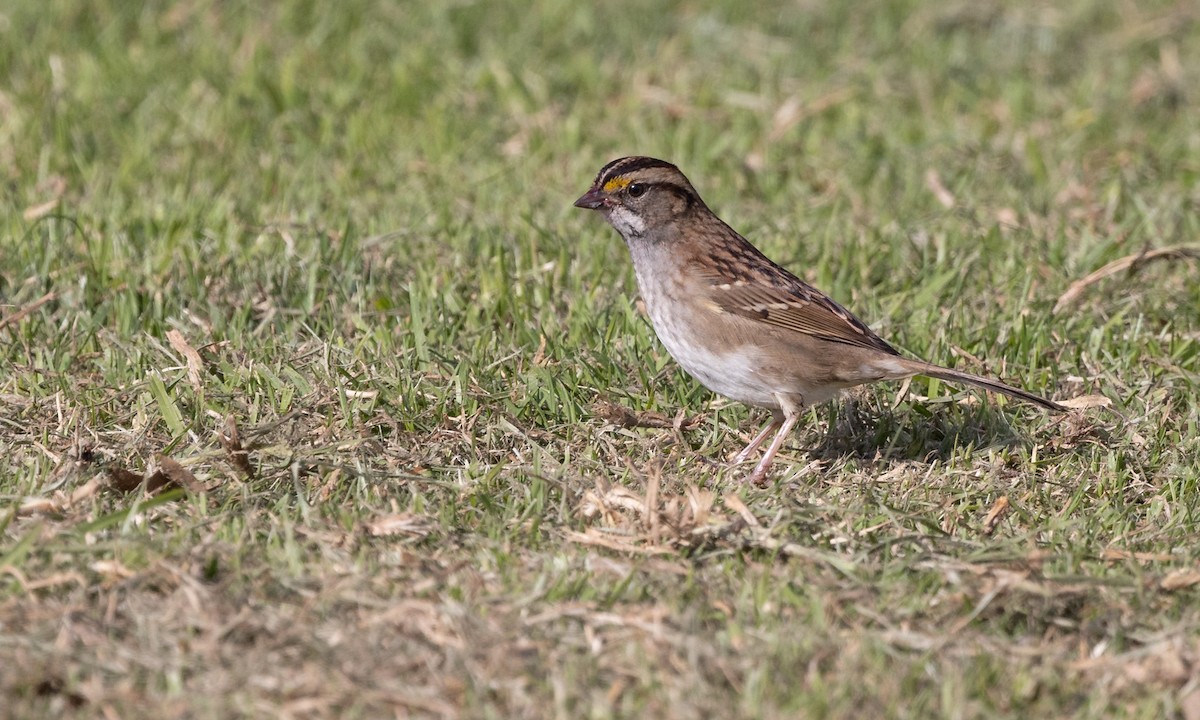 White-throated Sparrow - Paul Fenwick
