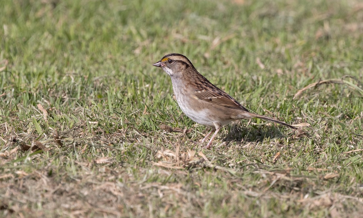 White-throated Sparrow - ML498521711