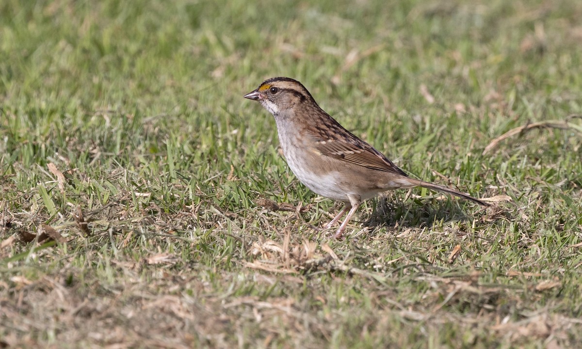 White-throated Sparrow - ML498521721