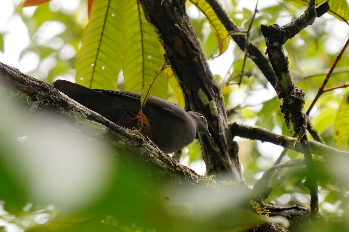 Dusky Pigeon - ML498523351