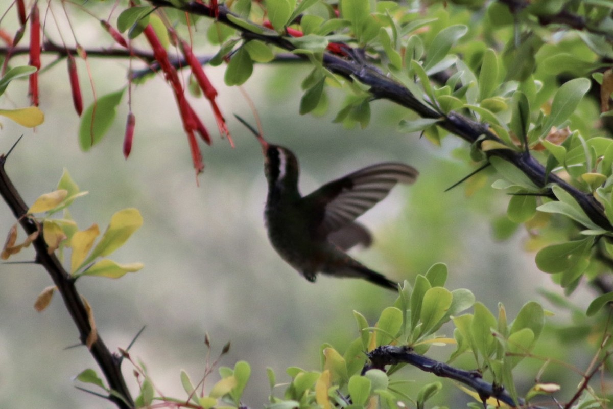 White-eared Hummingbird - ML498523601