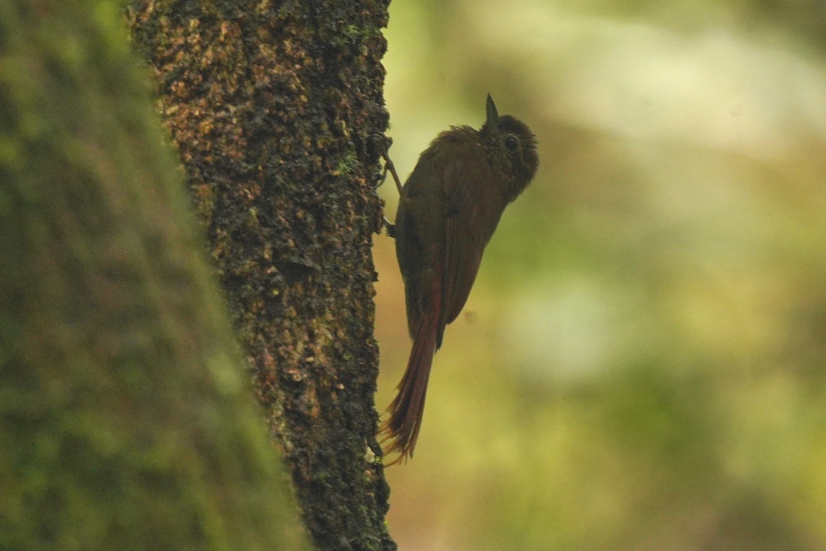 Wedge-billed Woodcreeper - ML498524121