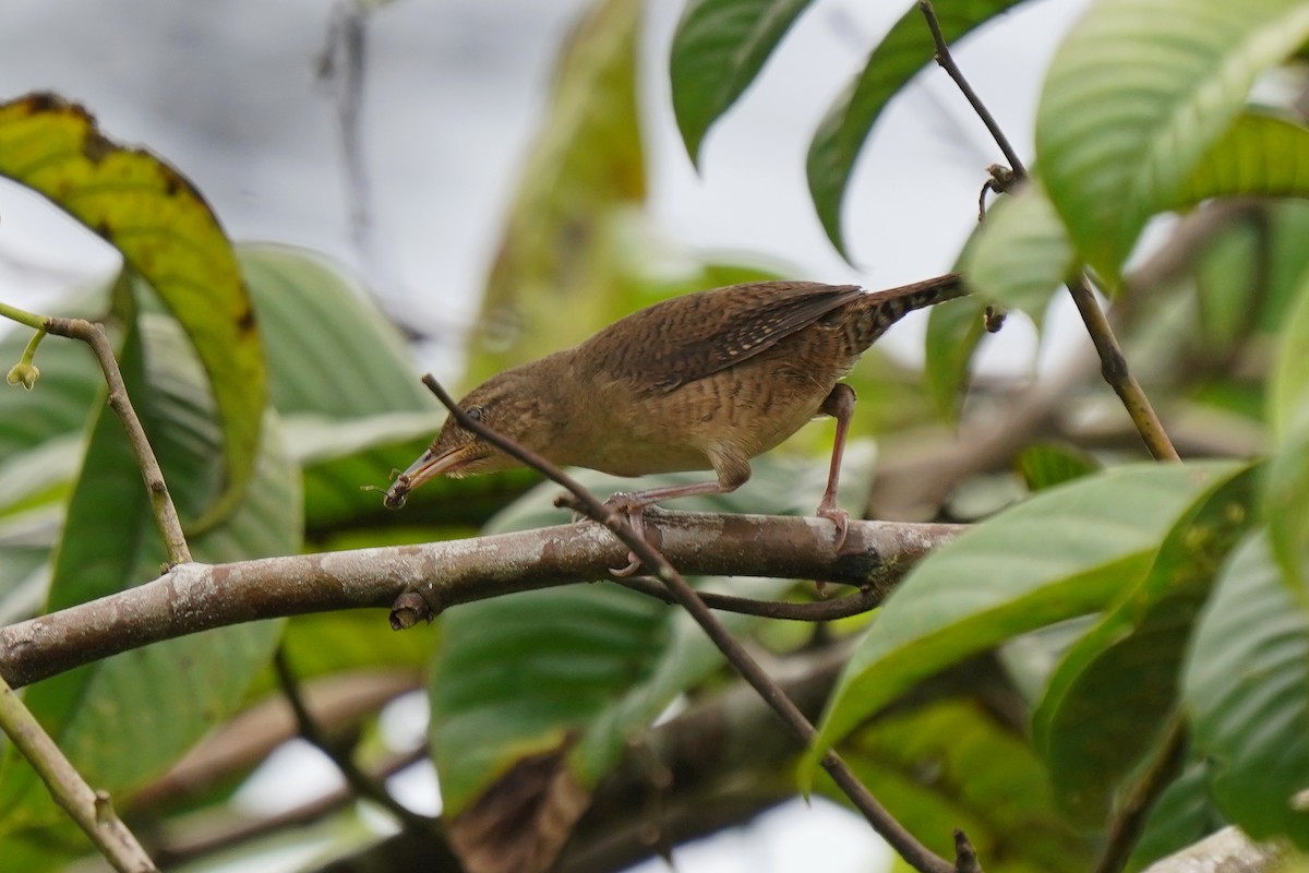 House Wren - ML498524291