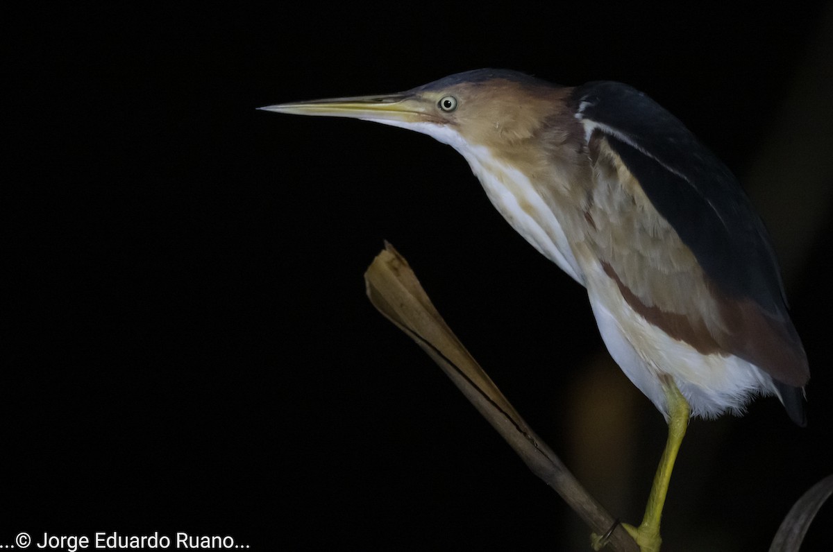 Least Bittern - ML498524411