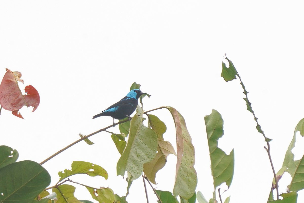 Dacnis à cuisses rouges - ML498524681