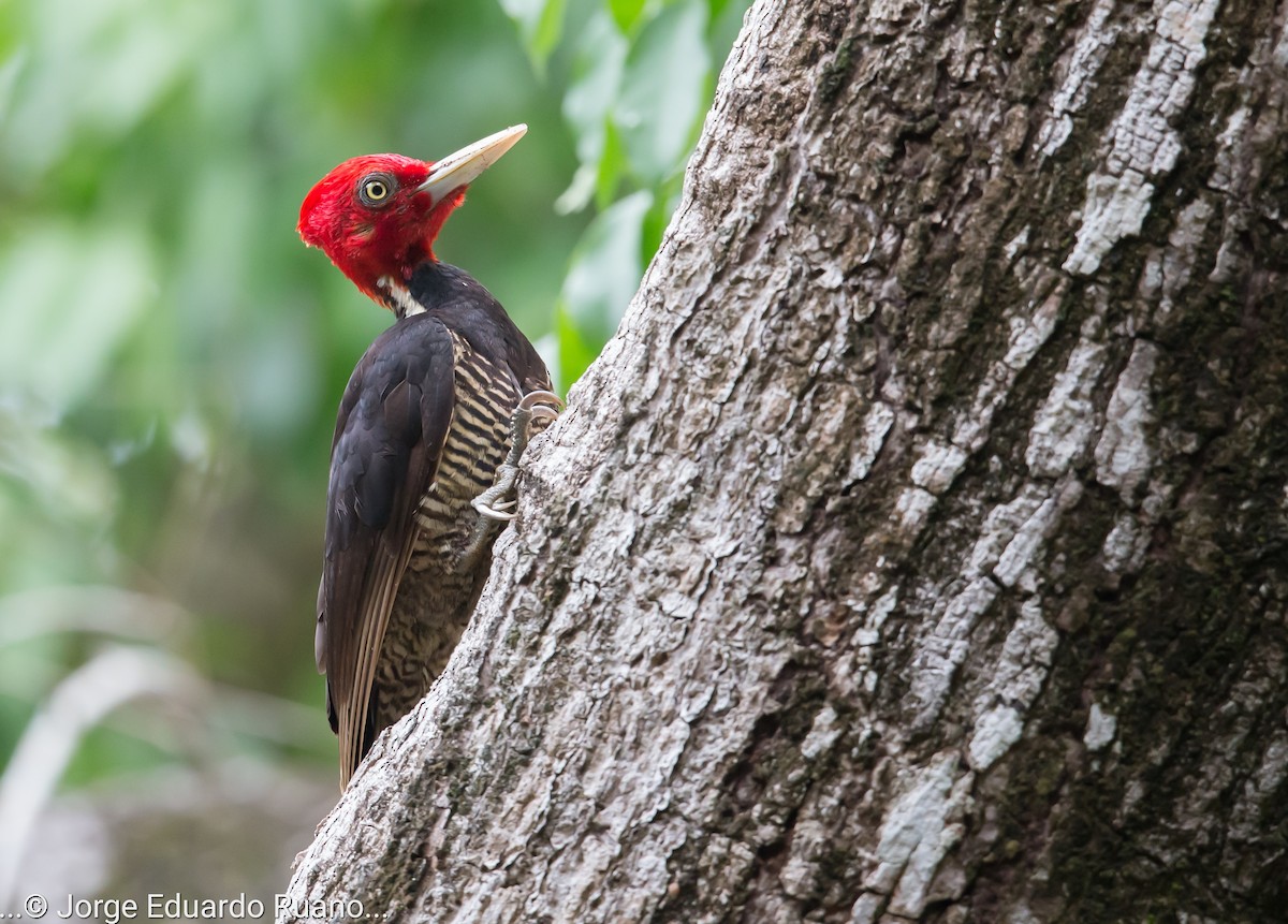 Pale-billed Woodpecker - Jorge Eduardo Ruano