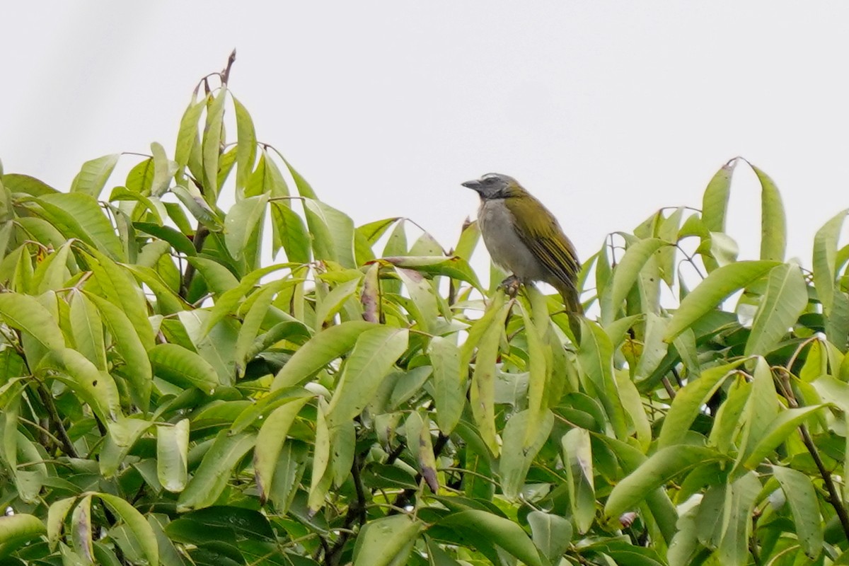 Buff-throated Saltator - ML498525561