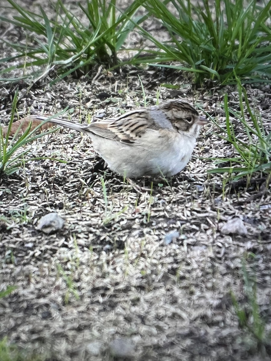 Clay-colored Sparrow - ML498525831