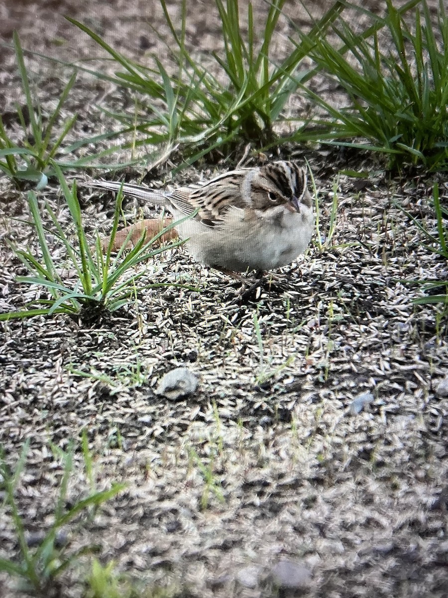 Clay-colored Sparrow - ML498525841