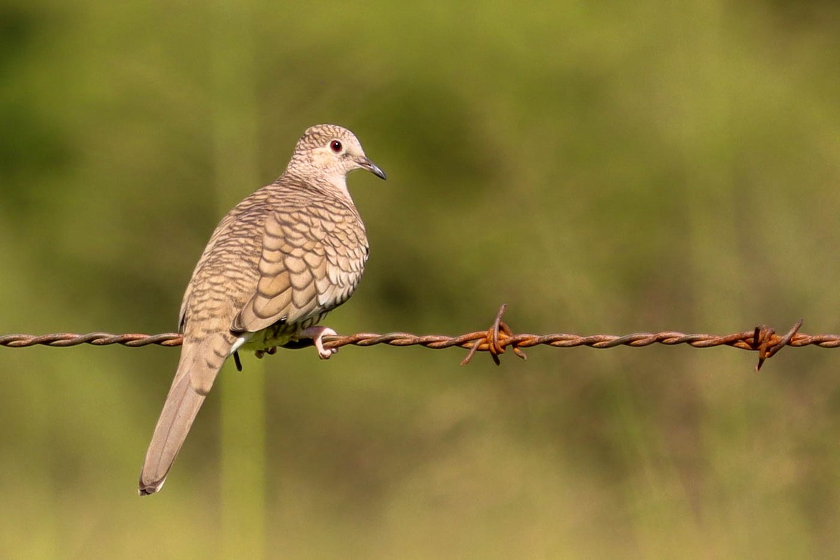 Inca Dove - ML498527471