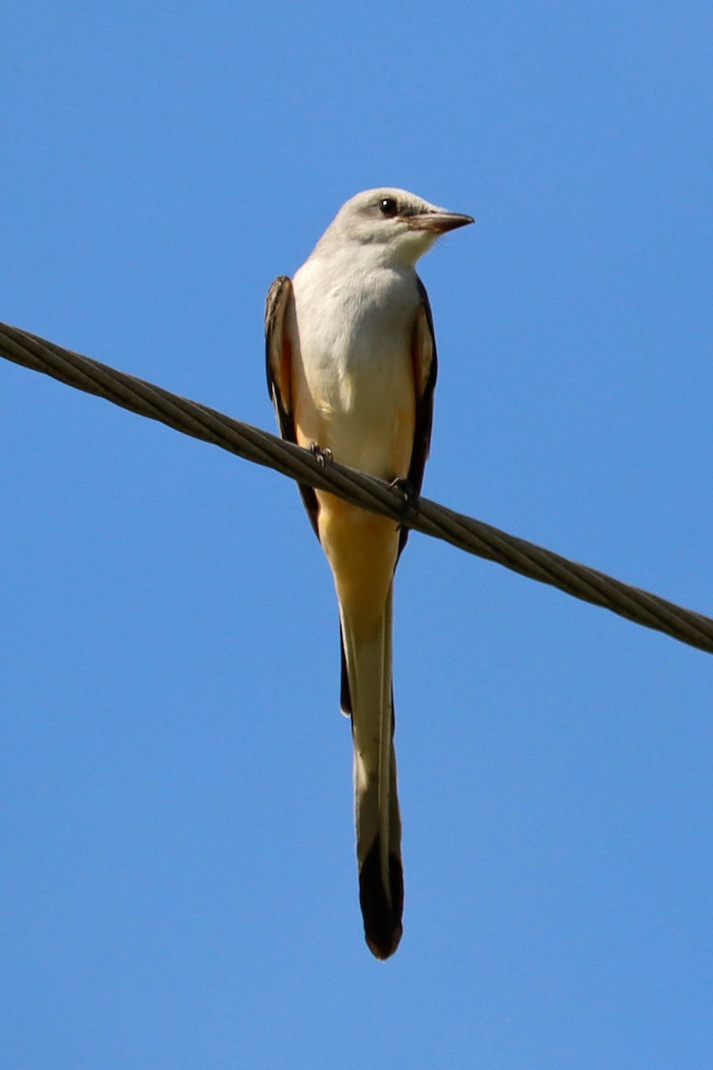 Scissor-tailed Flycatcher - ML498527791