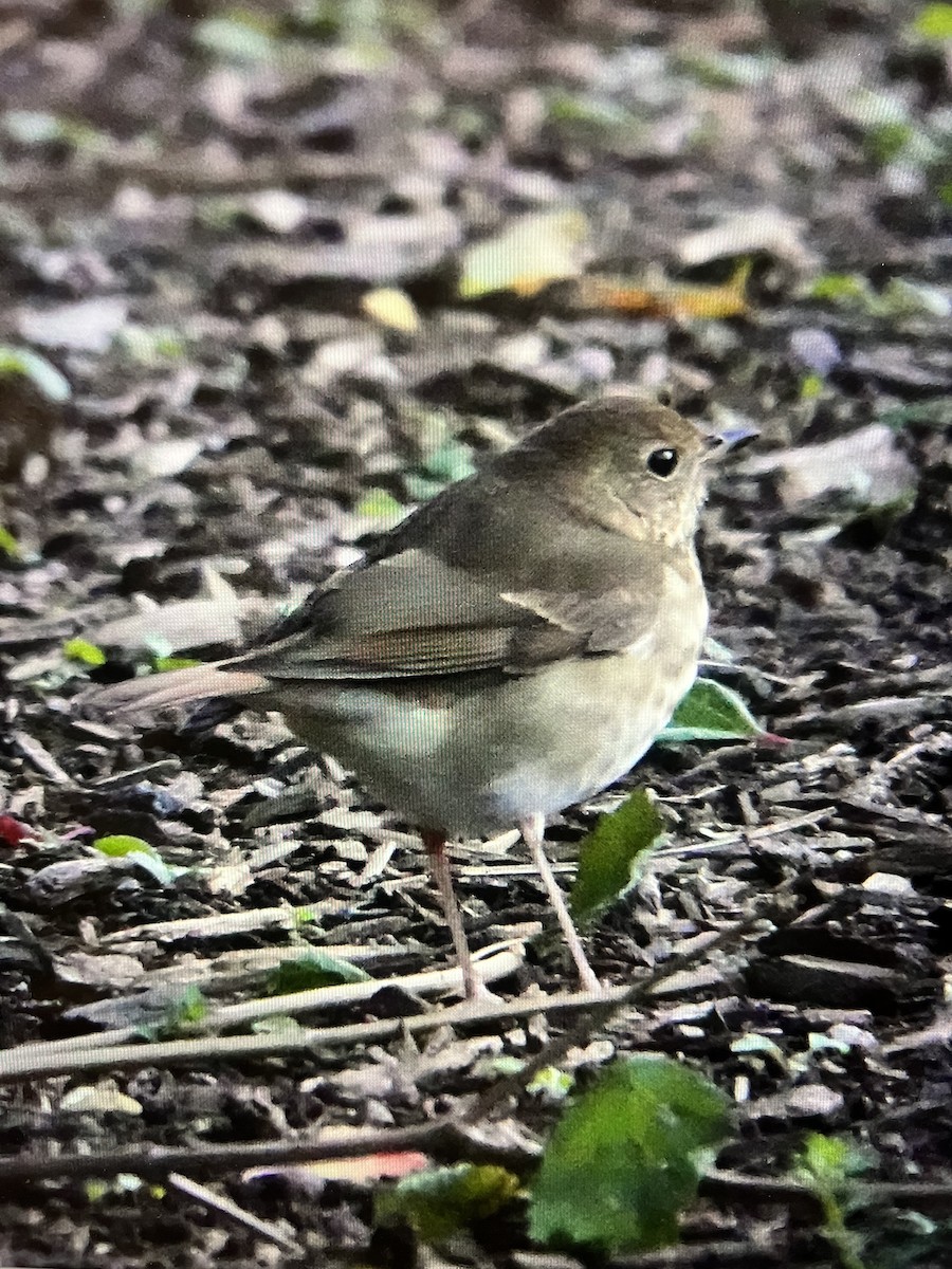 Hermit Thrush - ML498527971