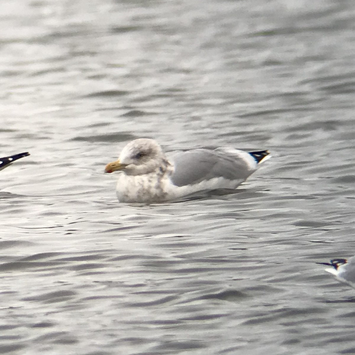 Herring Gull - ML498528301