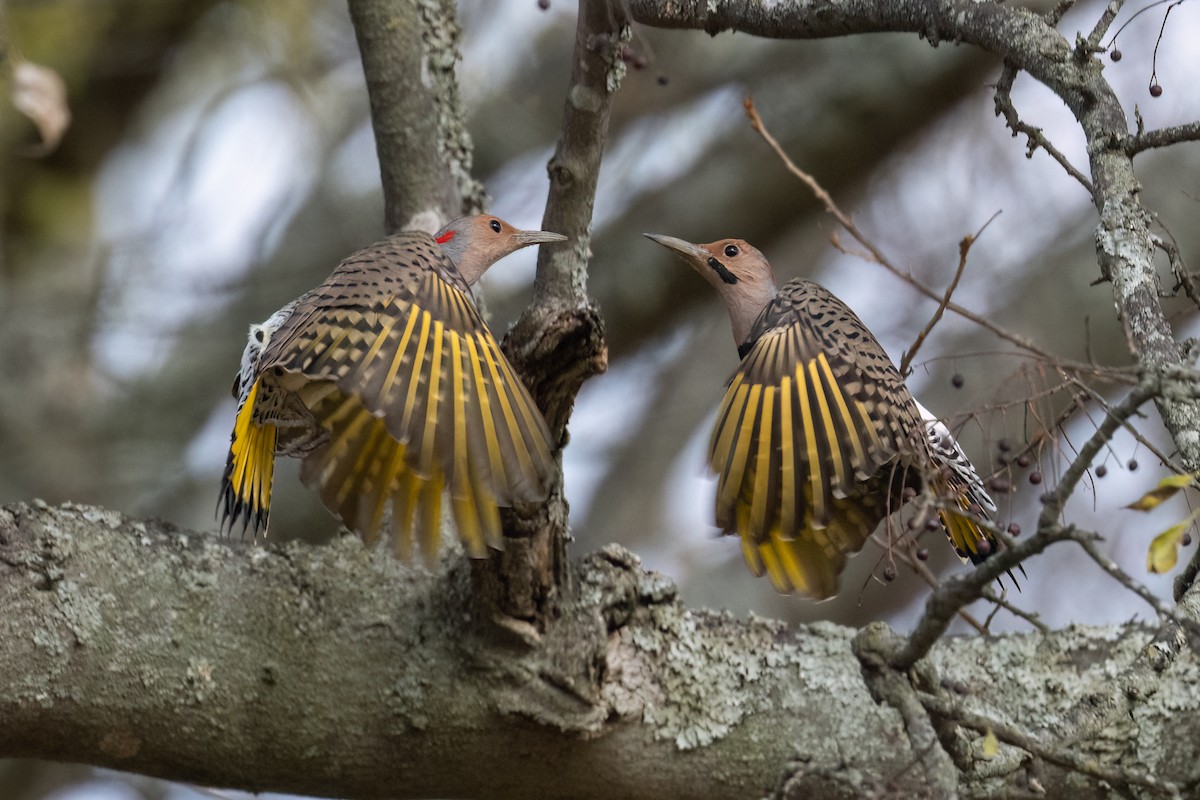 Northern Flicker - ML498529611