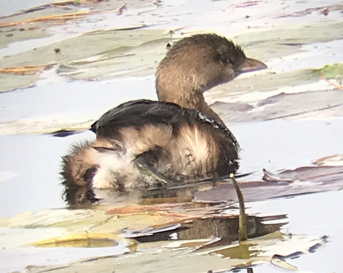 Pied-billed Grebe - ML498529671