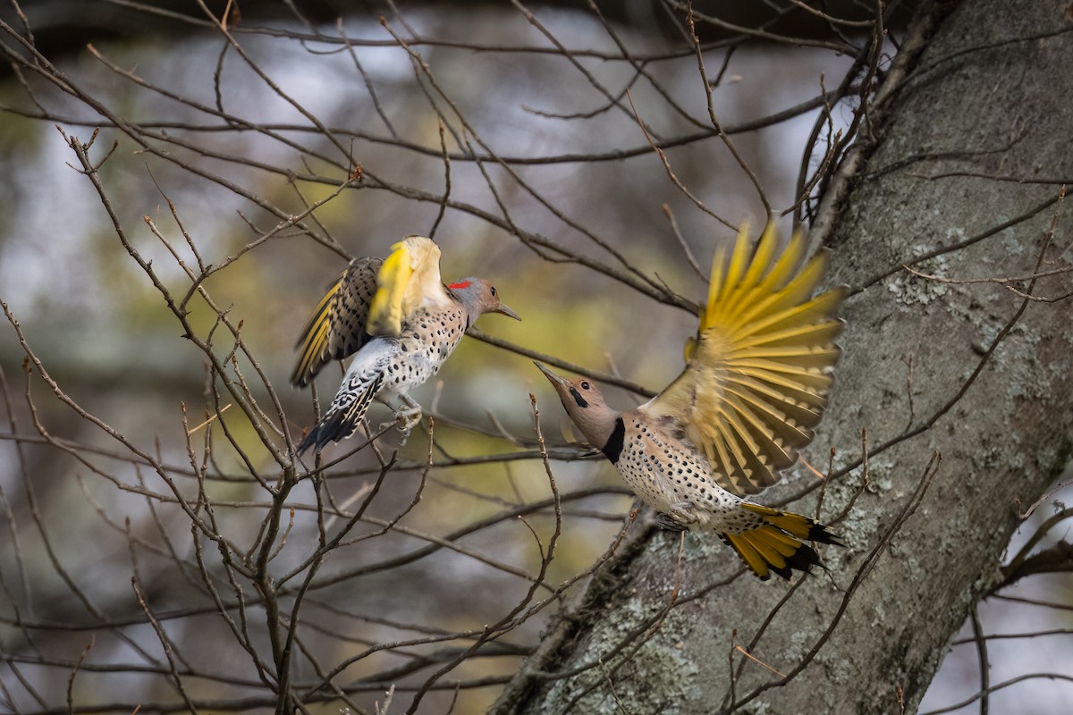 Northern Flicker - ML498529771