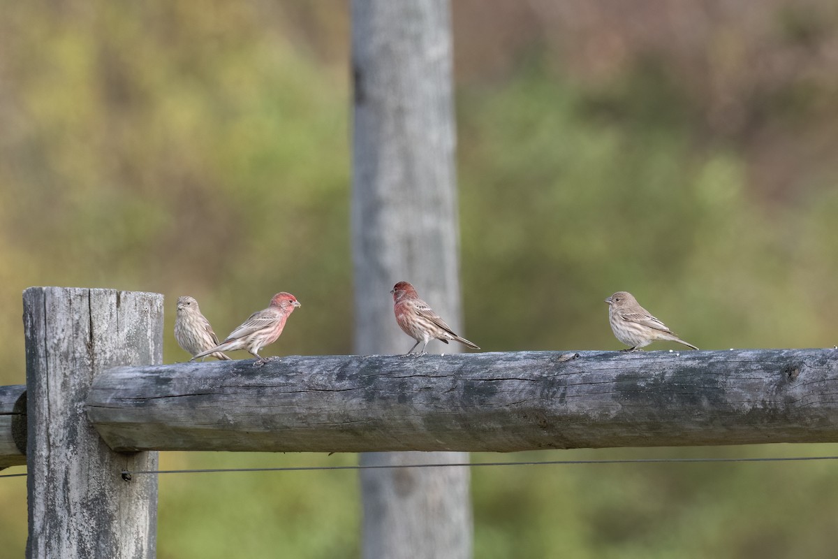 House Finch - ML498529921