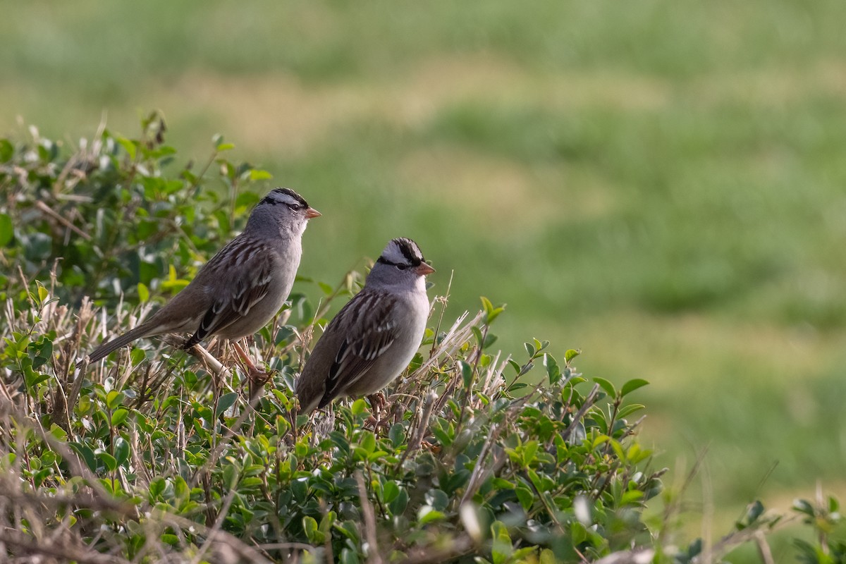 White-crowned Sparrow - ML498529991