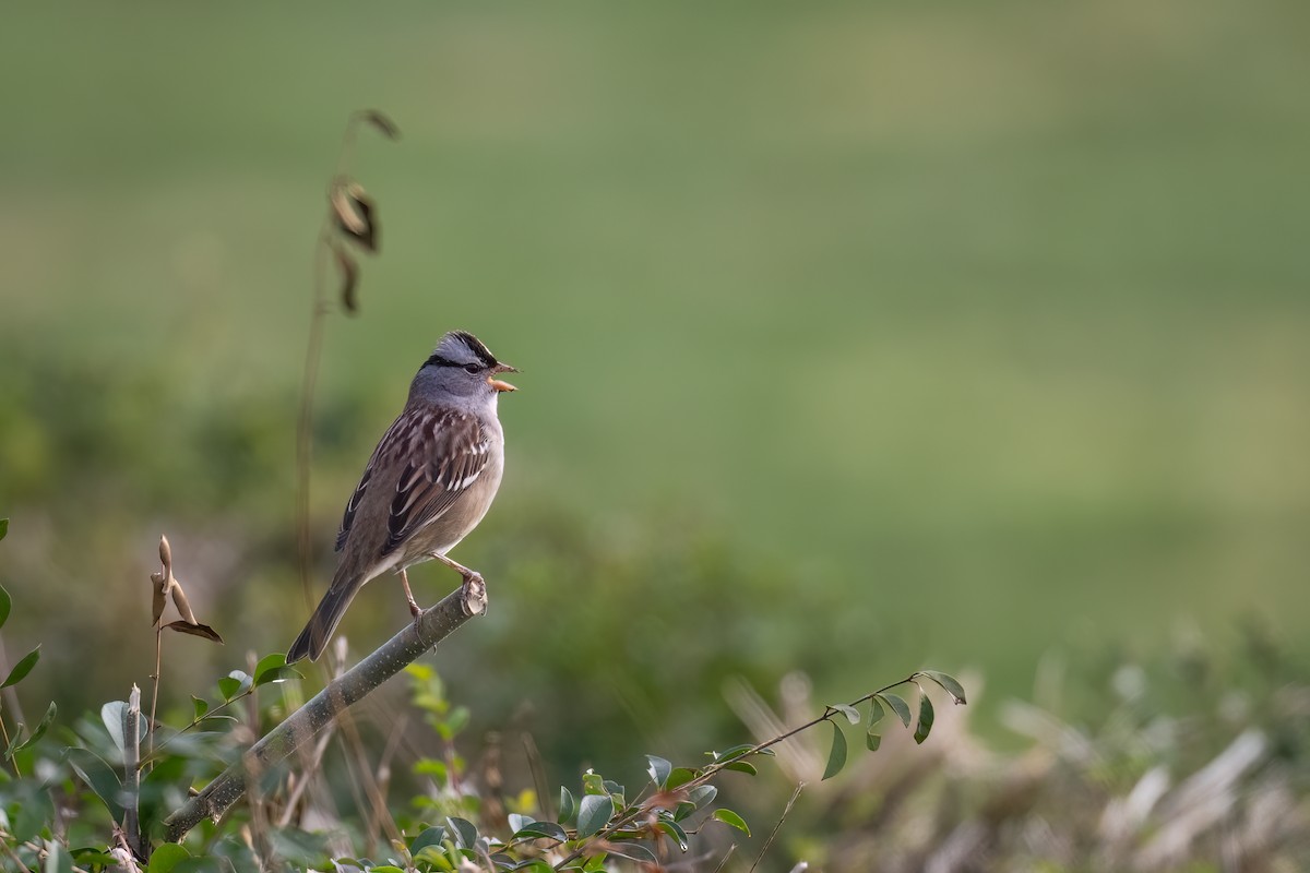 White-crowned Sparrow - ML498530001