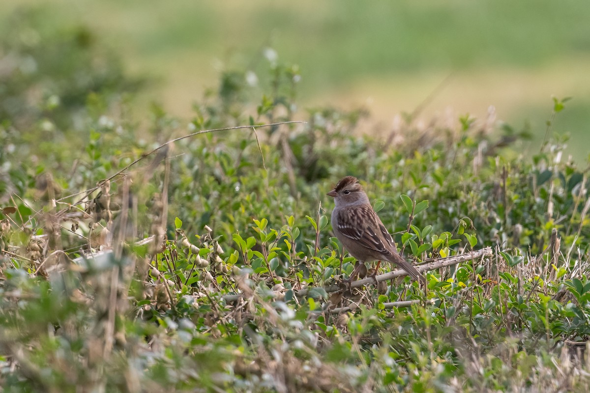 White-crowned Sparrow - ML498530011