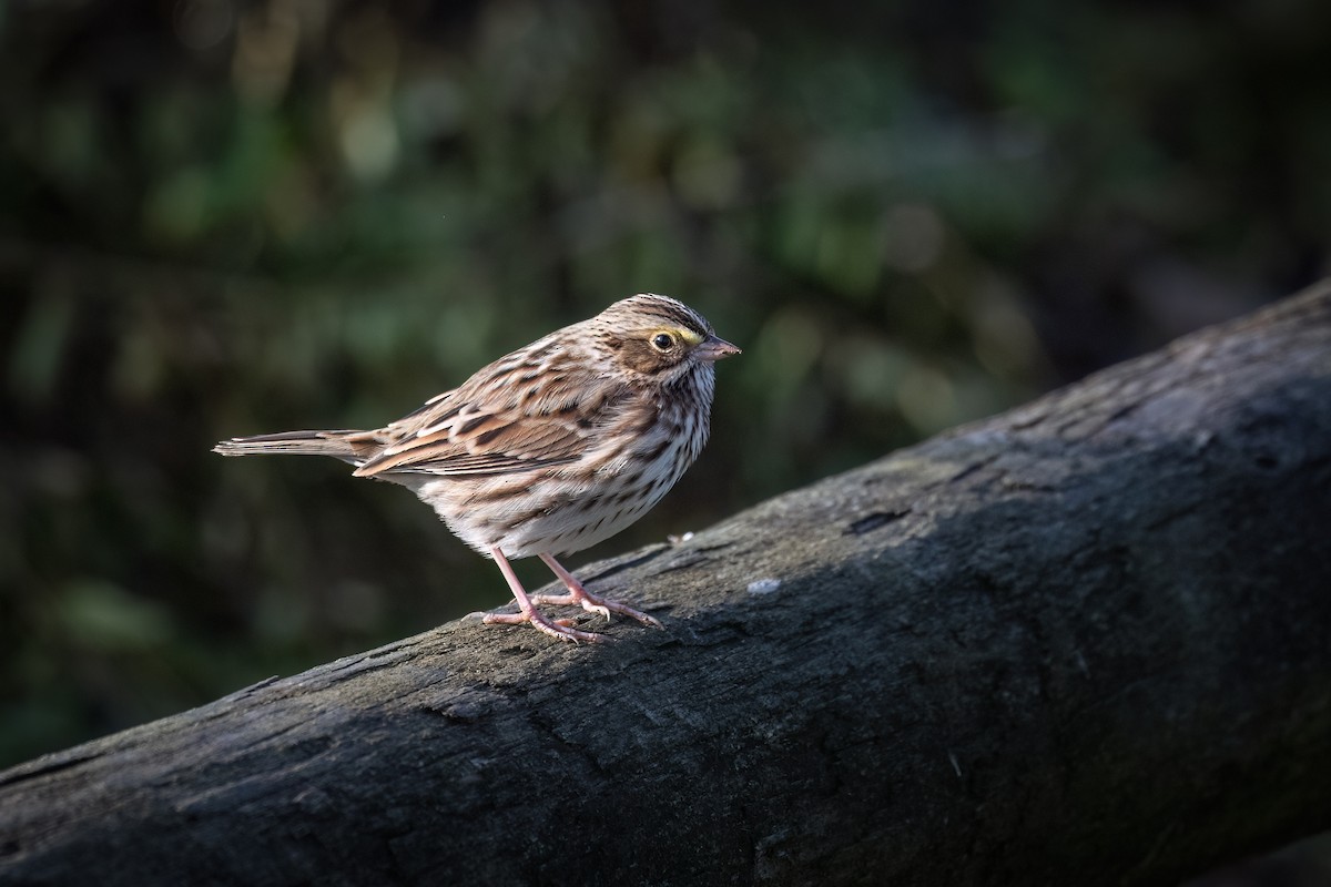 Savannah Sparrow - ML498530041