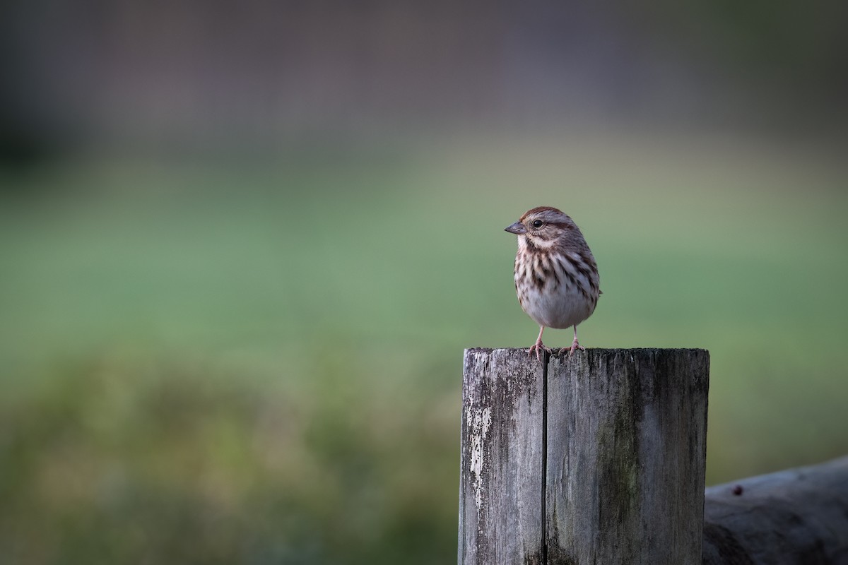 Song Sparrow - ML498530061