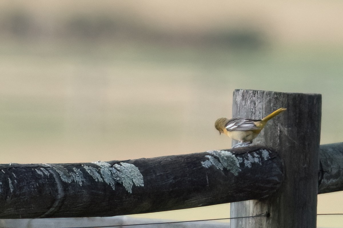 Baltimore Oriole - ML498530151