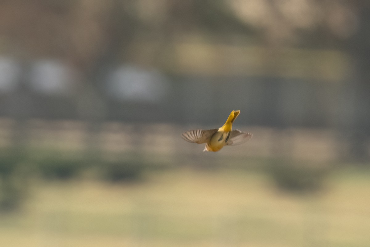 Baltimore Oriole - ML498530181