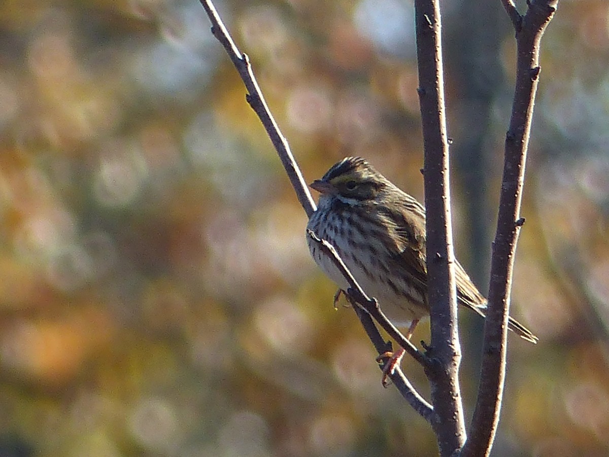 Savannah Sparrow - ML498530271