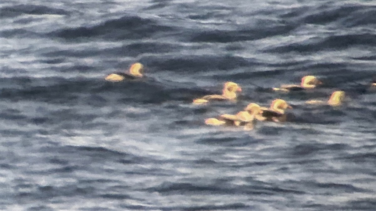 Long-tailed Duck - ML498530281