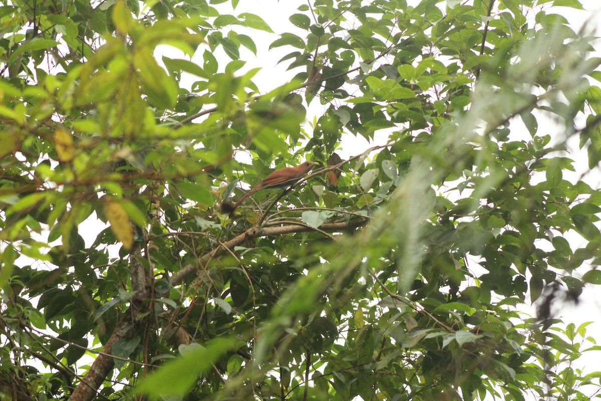 Squirrel Cuckoo - ML498530501