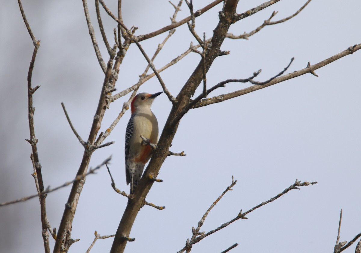 Red-bellied Woodpecker - ML498531131
