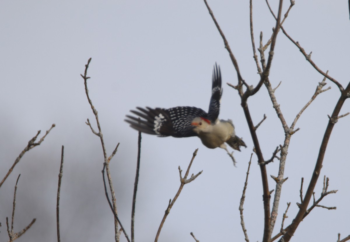 Red-bellied Woodpecker - ML498531181