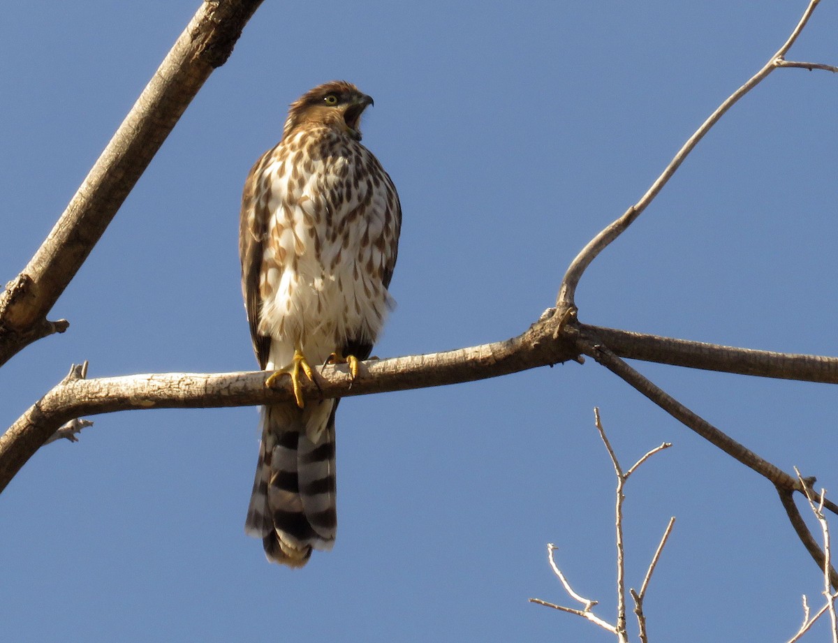 Cooper's Hawk - ML498532031