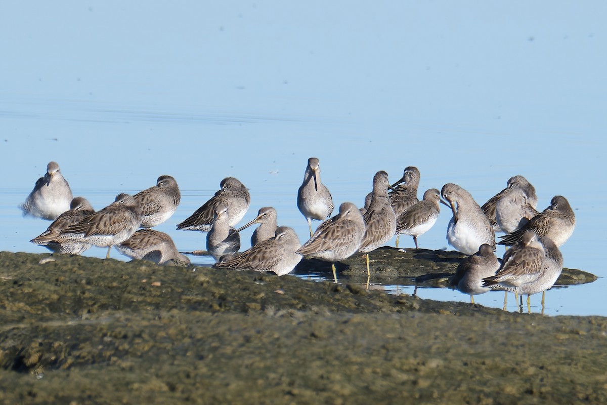 Long-billed Dowitcher - ML498532061
