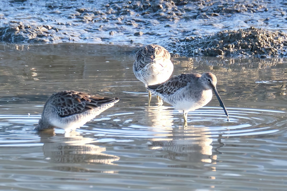 Long-billed Dowitcher - ML498532081