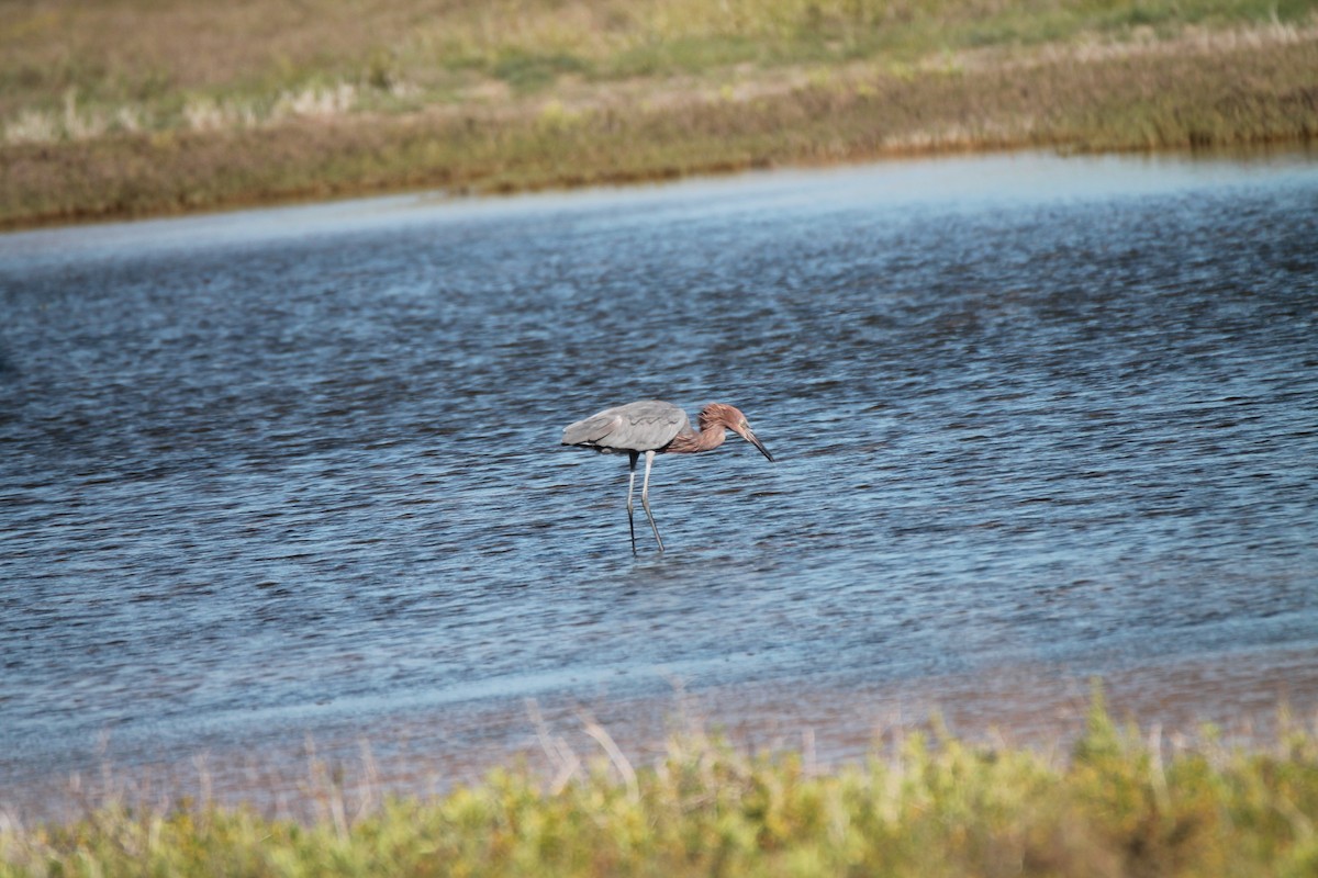 Reddish Egret - ML498533061