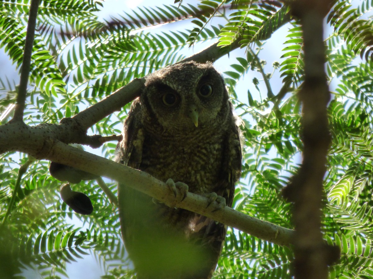 Tropical Screech-Owl - ML498533101