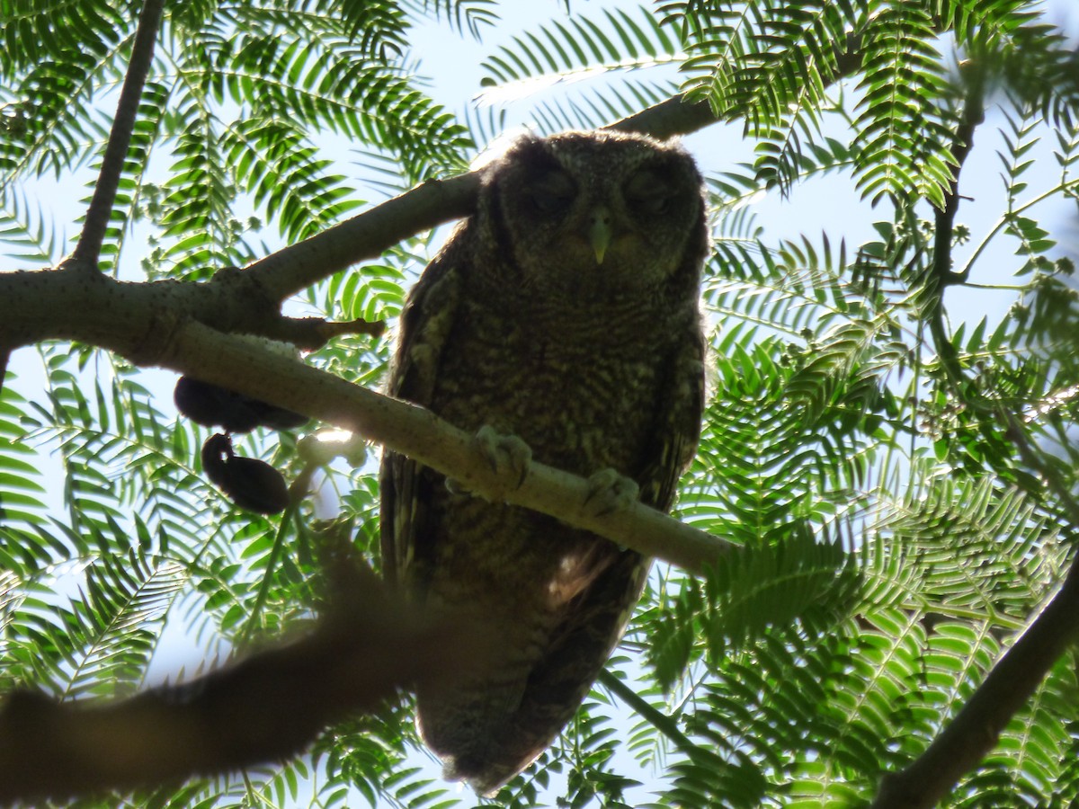 Tropical Screech-Owl - ML498533111