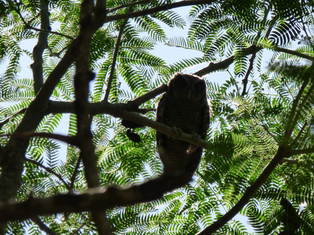 Tropical Screech-Owl - ML498533121