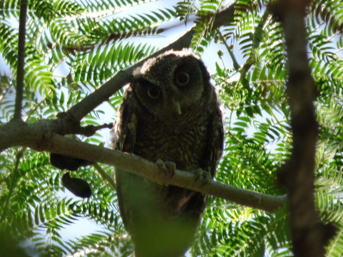 Tropical Screech-Owl - ML498533131